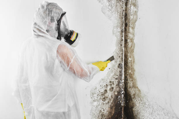Best Insurance-Related Mold Remediation in Crescent City, FL