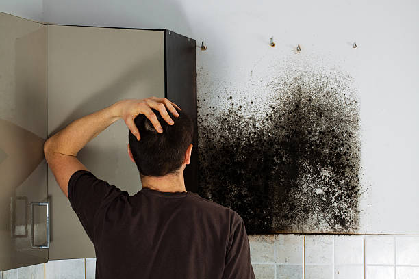 Best HVAC Mold Remediation in Crescent City, FL